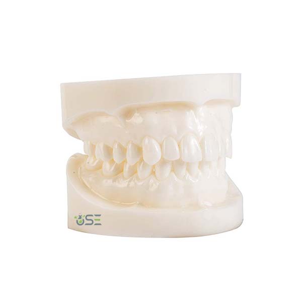 Dentition Teeth Model