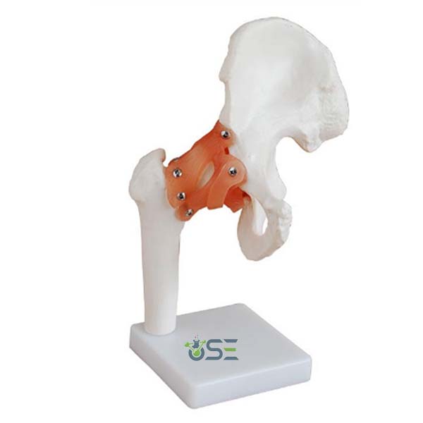 Hip Joint Model