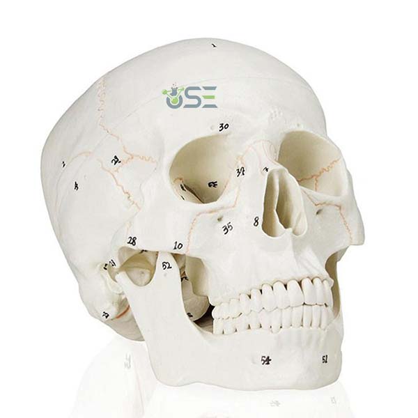 Numbered Human Skull Model