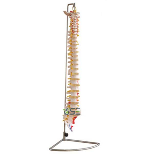 Spine Model