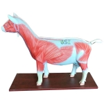 Pvc Sheep Model