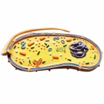 Pathogenic Bacteria Model