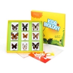 Flying Butterflies Specimen