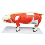 Anatomical Pig Model
