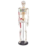 85cm Anatomical Skeleton model