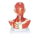Head And Neck Musculature Model