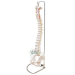 Flexible Spine Model