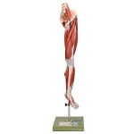 Human Thigh Muscle Model