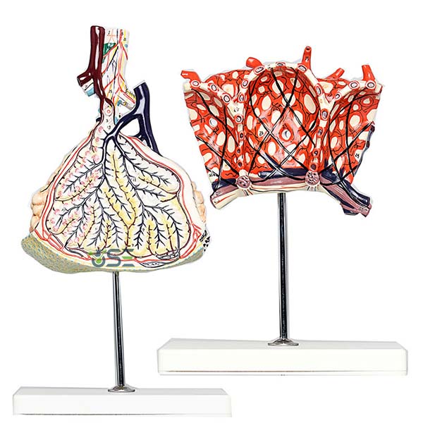 Human lobule and alveolus of lung model