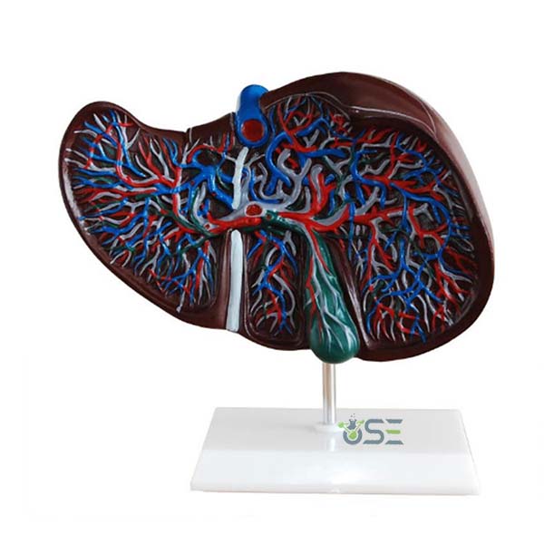 Human Liver Model