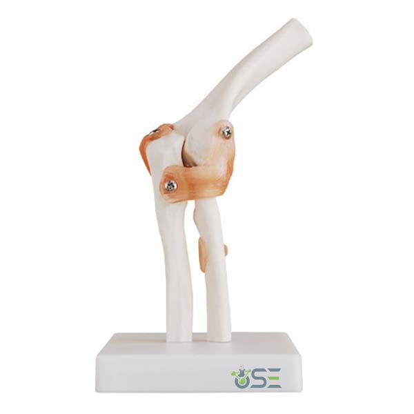 Elbow Joint Model