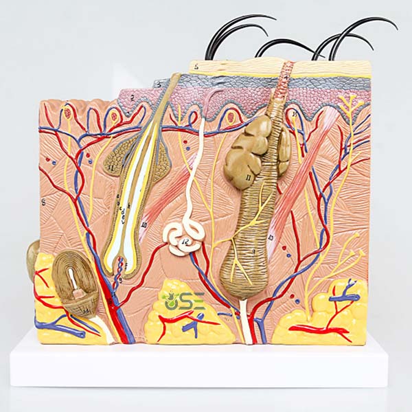 Human Skin model