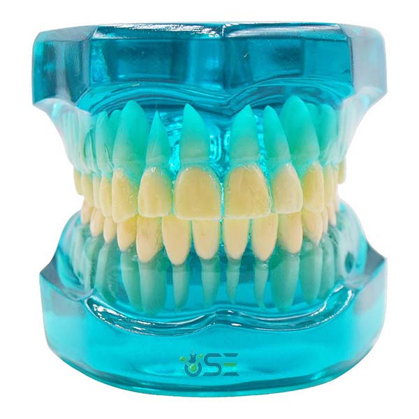 Orthodontic Dental Model