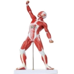 Mini Muscular System Model