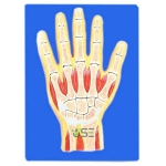 Section Through hand bone model