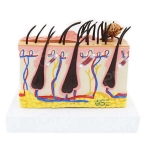 Dog Skin Diseased Model