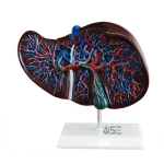 Human Liver Model