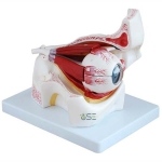 PVC Human Eye Model