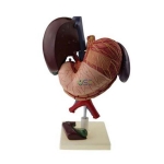Plastic Liver and Gallbladder Pancreas Stomach Duodenum Model